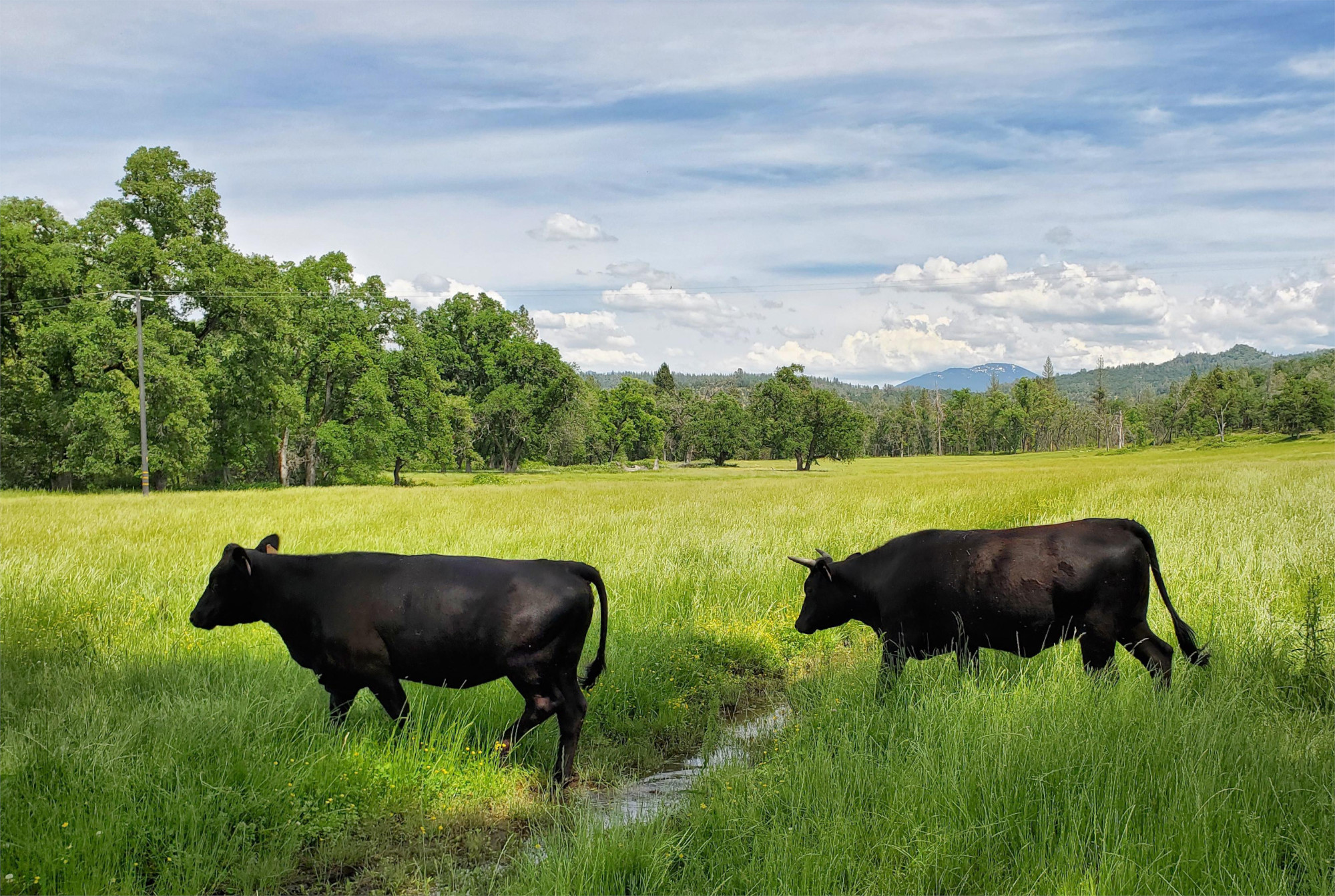 TwoCows in field.jpg